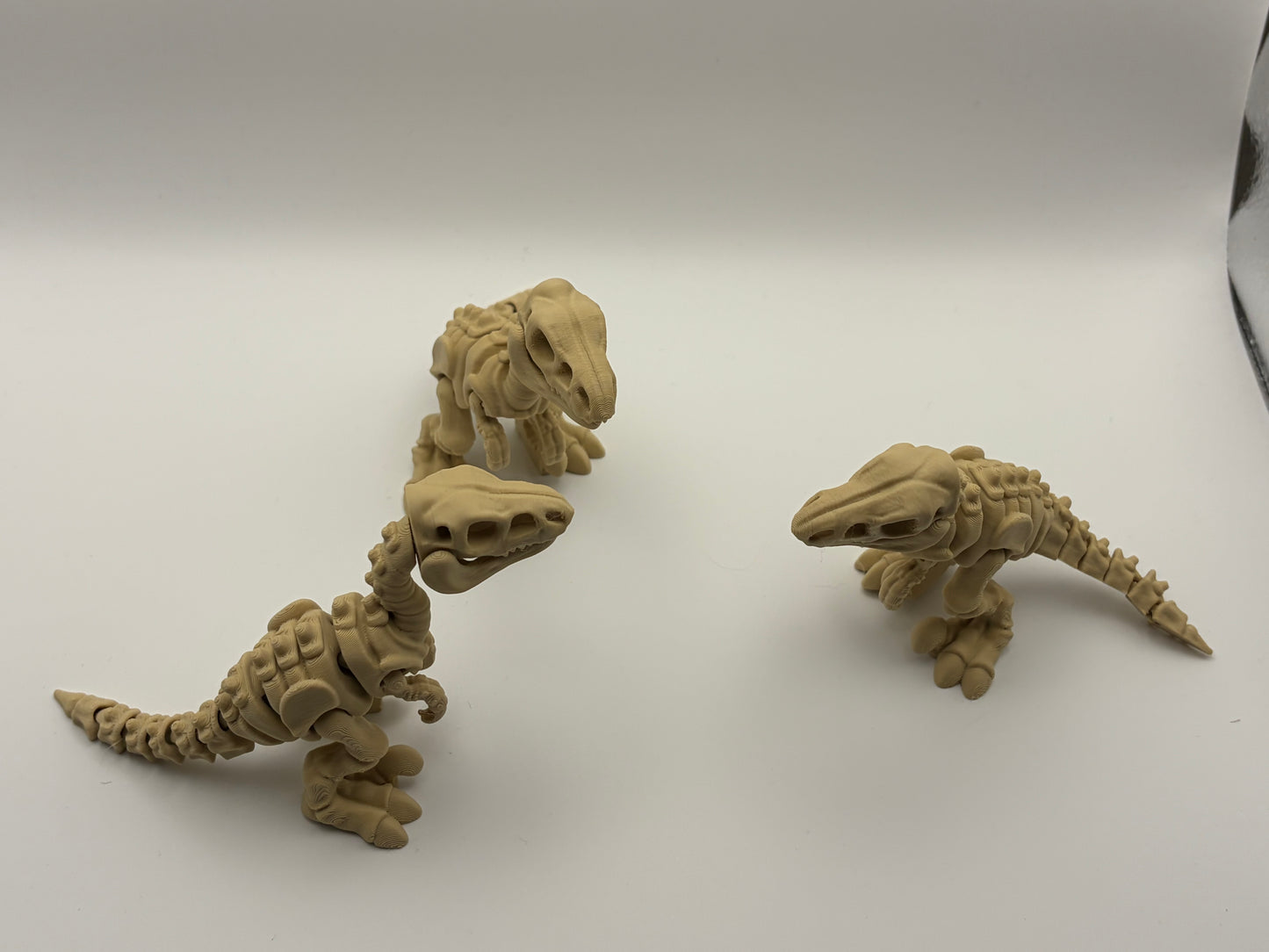 Velociraptor skeleton